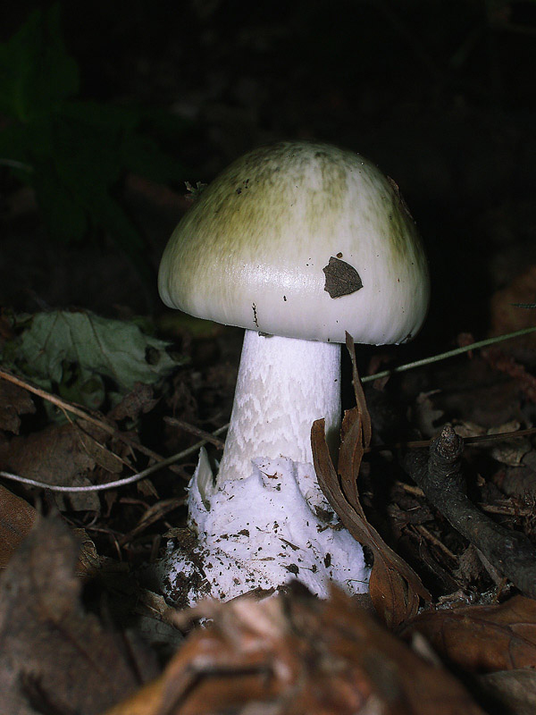 Amanita phalloides